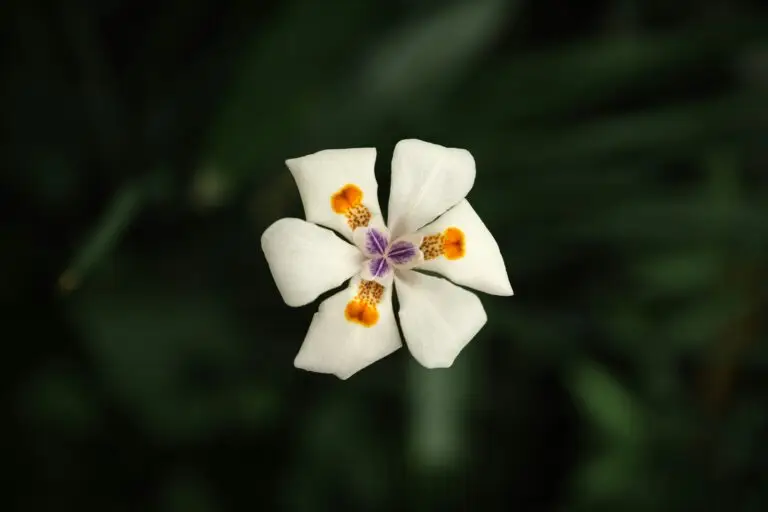 A visual representation of a soft hello for the shy souls. A single daisy reaching toward the sky — a quiet symbol of what it means to be shy, gentle, and quietly strong.