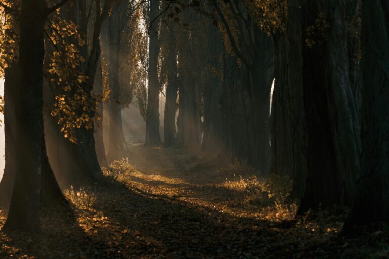 Embracing Shyness Not Erasing – Why It’s Okay to Be You. A woodland path with dappled light – reflective of a personal, winding journey.
