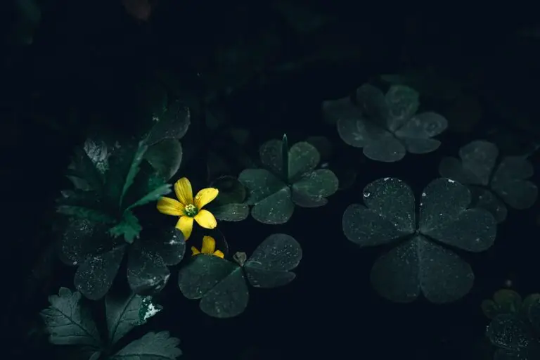 Image to show shy gentle courage. A small yellow flower quietly blooming among dark green clover leaves — soft light highlights its petals against the shadowed background.