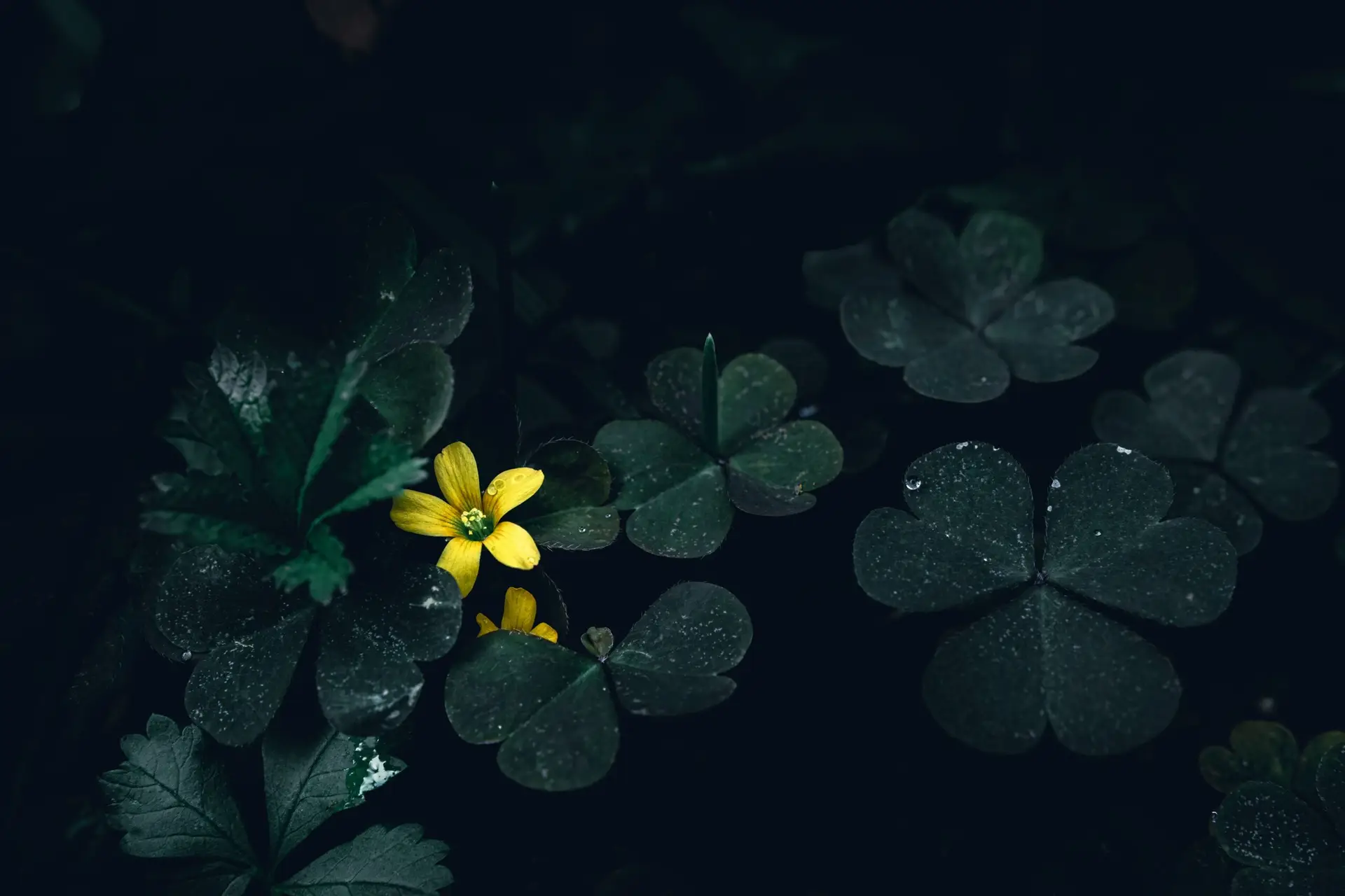 Read more about the article 2. A Soft Hello For The Shy Ones: On Quiet Courage & Everyday Bravery
