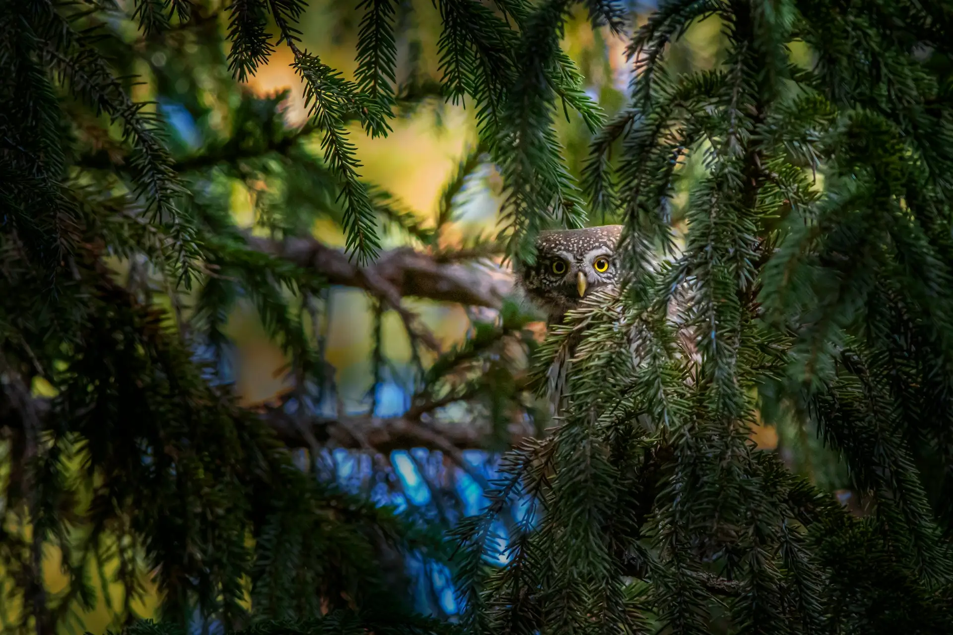Read more about the article 4. The Difference Between Shyness and Fear | A Quiet Reflection