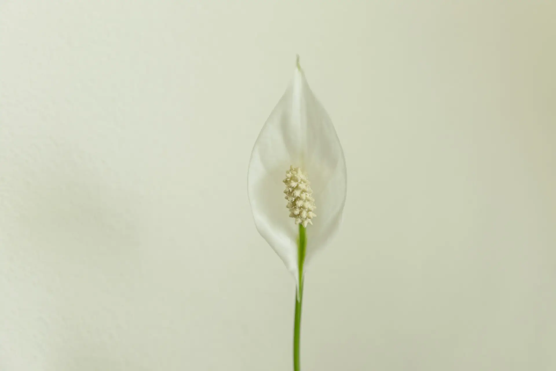 Read more about the article 5. Fear and Shyness Explained | Facing Fear