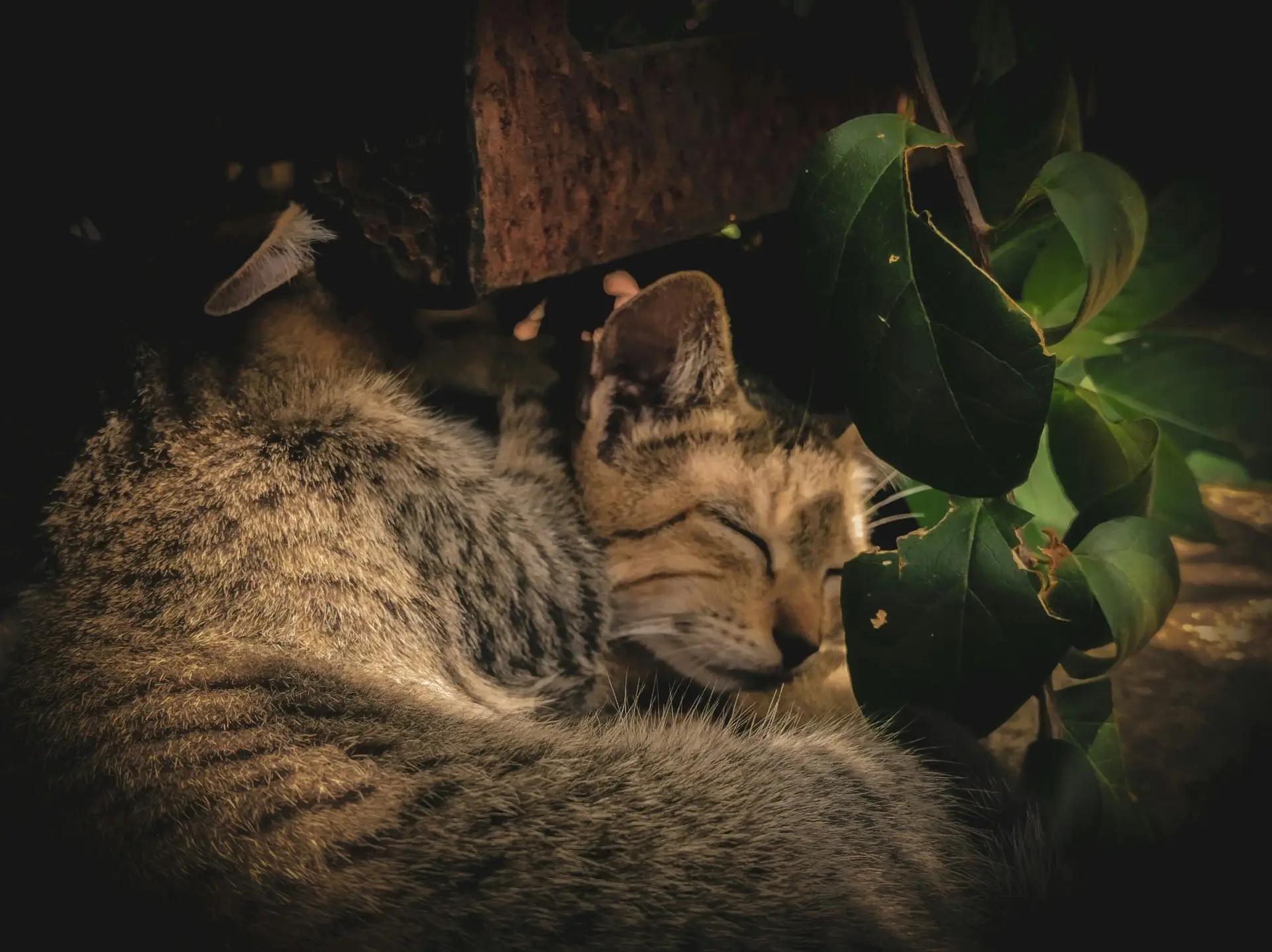 Read more about the article 5b. Let’s Get Restful: Restoring the Bond Between Fear & Sleep