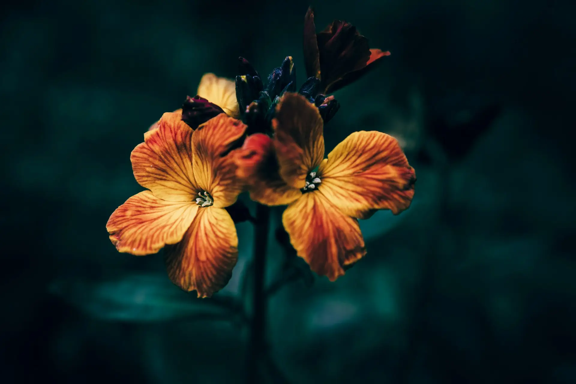 Read more about the article What Is a Wallflower? Why Quiet Observers Are Misunderstood