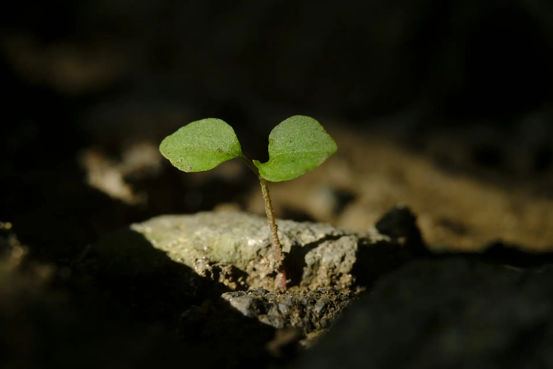 Read more about the article 10b. What Causes Fear of Failure? Childhood Roots Explained