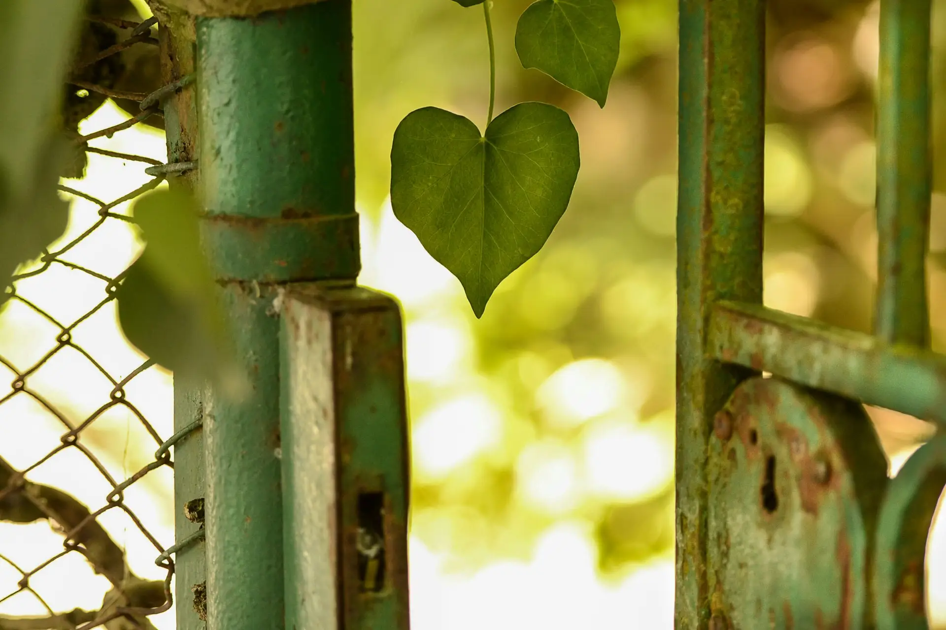 Read more about the article Shyness in Relationships: Why Love Can Feel Awkward